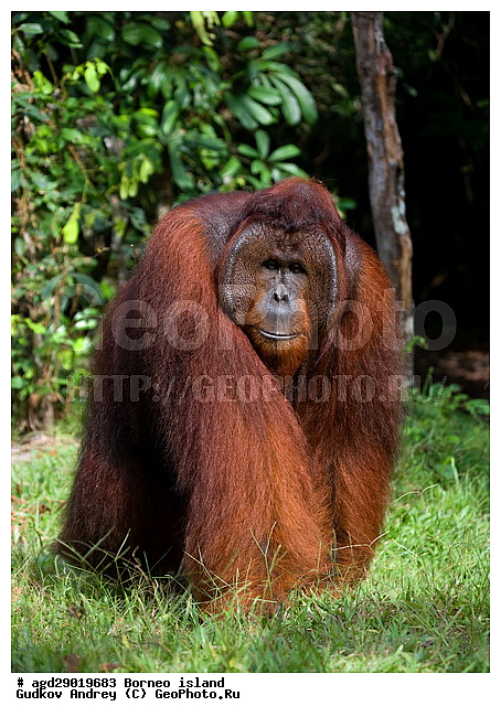 Pongo pygmaeus, ������, ���������, ������ Leakey, ����� Danau Buaya, ��������, ���������, ��������, ��������, �������������, �������������, �����, �����, ��������, Hominidae, ���������� ���������, �������������� ���������, Pongo pygmaeus,  Pithecus wallichii, Pithecus wallacei, ��������, ��������, XYZ