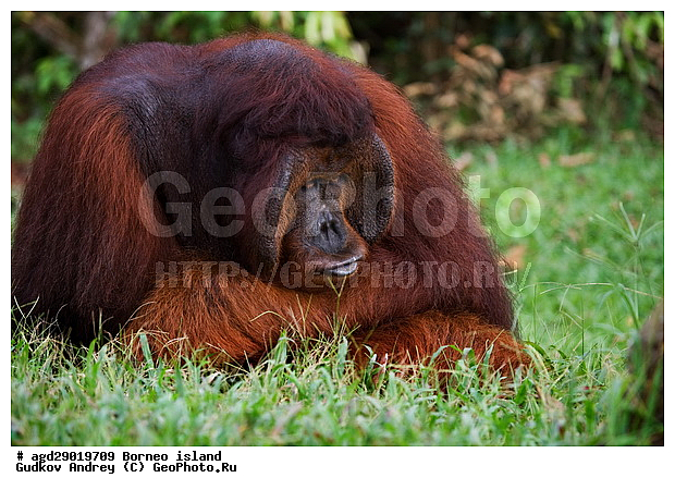 Pongo pygmaeus, ������, ���������, ������ Leakey, ����� Danau Buaya, ��������, ���������, ��������, ��������, �������������, �������������, �����, �����, ��������, Hominidae, ���������� ���������, �������������� ���������, Pongo pygmaeus,  Pithecus wallichii, Pithecus wallacei, ��������, ��������, XYZ