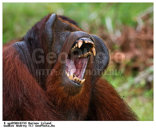 Pongo pygmaeus, ������, ���������, ������ Leakey, ����� Danau Buaya, ��������, ���������, ��������, ��������, �������������, �������������, �����, �����, ��������, Hominidae, ���������� ���������, �������������� ���������, Pongo pygmaeus,  Pithecus wallichii, Pithecus wallacei, ��������, ��������, XYZ