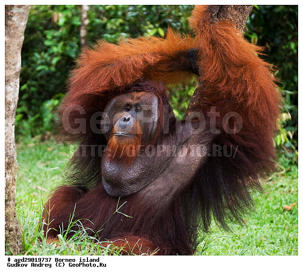 Pongo pygmaeus, ������, ���������, ������ Leakey, ����� Danau Buaya, ��������, ���������, ��������, ��������, �������������, �������������, �����, �����, ��������, Hominidae, ���������� ���������, �������������� ���������, Pongo pygmaeus,  Pithecus wallichii, Pithecus wallacei, ��������, ��������, XYZ
