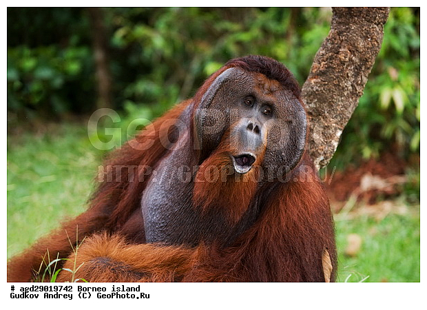 Pongo pygmaeus, ������, ���������, ������ Leakey, ����� Danau Buaya, ��������, ���������, ��������, ��������, �������������, �������������, �����, �����, ��������, Hominidae, ���������� ���������, �������������� ���������, Pongo pygmaeus,  Pithecus wallichii, Pithecus wallacei, ��������, ��������, XYZ
