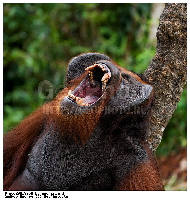 Pongo pygmaeus, ������, ���������, ������ Leakey, ����� Danau Buaya, ��������, ���������, ��������, ��������, �������������, �������������, �����, �����, ��������, Hominidae, ���������� ���������, �������������� ���������, Pongo pygmaeus,  Pithecus wallichii, Pithecus wallacei, ��������, ��������, XYZ