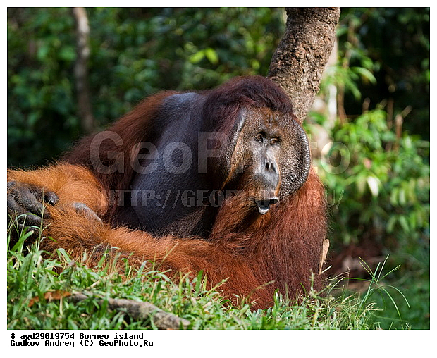 Pongo pygmaeus, ������, ���������, ������ Leakey, ����� Danau Buaya, ��������, ���������, ��������, ��������, �������������, �������������, �����, �����, ��������, Hominidae, ���������� ���������, �������������� ���������, Pongo pygmaeus,  Pithecus wallichii, Pithecus wallacei, ��������, ��������, XYZ