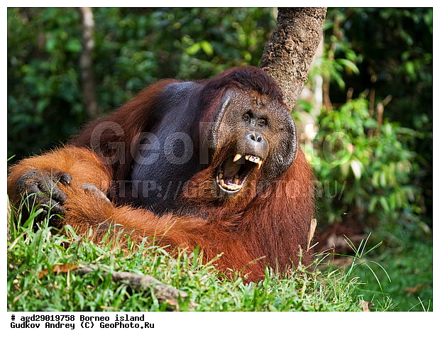 Pongo pygmaeus, ������, ���������, ������ Leakey, ����� Danau Buaya, ��������, ���������, ��������, ��������, �������������, �������������, �����, �����, ��������, Hominidae, ���������� ���������, �������������� ���������, Pongo pygmaeus,  Pithecus wallichii, Pithecus wallacei, ��������, ��������, XYZ