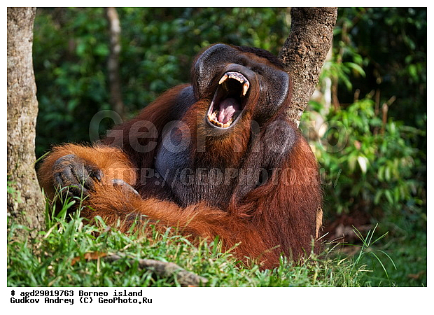 Pongo pygmaeus, ������, ���������, ������ Leakey, ����� Danau Buaya, ��������, ���������, ��������, ��������, �������������, �������������, �����, �����, ��������, Hominidae, ���������� ���������, �������������� ���������, Pongo pygmaeus,  Pithecus wallichii, Pithecus wallacei, ��������, ��������, XYZ