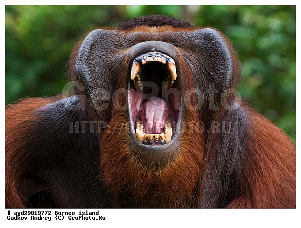 Pongo pygmaeus, ������, ���������, ������ Leakey, ����� Danau Buaya, ��������, ���������, ��������, ��������, �������������, �������������, �����, �����, ��������, Hominidae, ���������� ���������, �������������� ���������, Pongo pygmaeus,  Pithecus wallichii, Pithecus wallacei, ��������, ��������, XYZ