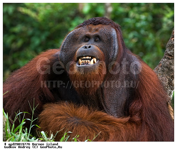 Pongo pygmaeus, ������, ���������, ������ Leakey, ����� Danau Buaya, ��������, ���������, ��������, ��������, �������������, �������������, �����, �����, ��������, Hominidae, ���������� ���������, �������������� ���������, Pongo pygmaeus,  Pithecus wallichii, Pithecus wallacei, ��������, ��������, XYZ