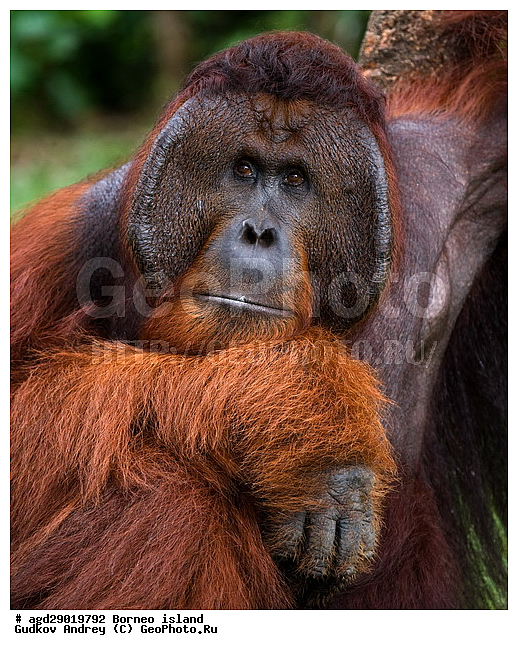 Pongo pygmaeus, ������, ���������, ������ Leakey, ����� Danau Buaya, ��������, ���������, ��������, ��������, �������������, �������������, �����, �����, ��������, Hominidae, ���������� ���������, �������������� ���������, Pongo pygmaeus,  Pithecus wallichii, Pithecus wallacei, ��������, ��������, XYZ