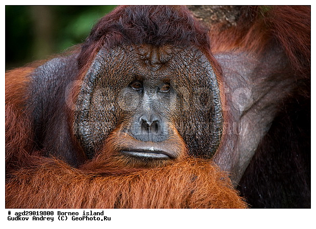 Pongo pygmaeus, ������, ���������, ������ Leakey, ����� Danau Buaya, ��������, ���������, ��������, ��������, �������������, �������������, �����, �����, ��������, Hominidae, ���������� ���������, �������������� ���������, Pongo pygmaeus,  Pithecus wallichii, Pithecus wallacei, ��������, ��������, XYZ