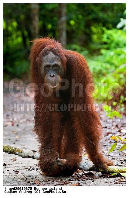 Pongo pygmaeus, ������, ���������, ������ Leakey, ����� Danau Buaya, ��������, ���������, ��������, ��������, �������������, �������������, �����, �����, ��������, Hominidae, ���������� ���������, �������������� ���������, Pongo pygmaeus,  Pithecus wallichii, Pithecus wallacei, �����, �����, ��������, ��������, XYZ