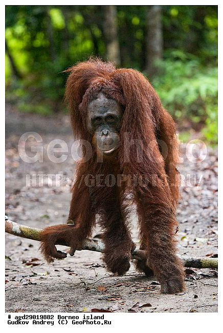 Pongo pygmaeus, ������, ���������, ������ Leakey, ����� Danau Buaya, ��������, ���������, ��������, ��������, �������������, �������������, �����, �����, ��������, Hominidae, ���������� ���������, �������������� ���������, Pongo pygmaeus,  Pithecus wallichii, Pithecus wallacei, �����, �����, ��������, ��������, XYZ