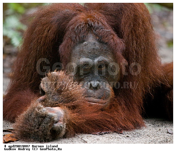 Pongo pygmaeus, ������, ���������, ������ Leakey, ����� Danau Buaya, ��������, ���������, ��������, ��������, �������������, �������������, �����, �����, ��������, Hominidae, ���������� ���������, �������������� ���������, Pongo pygmaeus,  Pithecus wallichii, Pithecus wallacei, �����, �����, ��������, ��������, XYZ