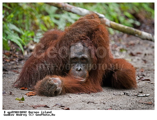 Pongo pygmaeus, ������, ���������, ������ Leakey, ����� Danau Buaya, ��������, ���������, ��������, ��������, �������������, �������������, �����, �����, ��������, Hominidae, ���������� ���������, �������������� ���������, Pongo pygmaeus,  Pithecus wallichii, Pithecus wallacei, �����, �����, ��������, ��������, XYZ