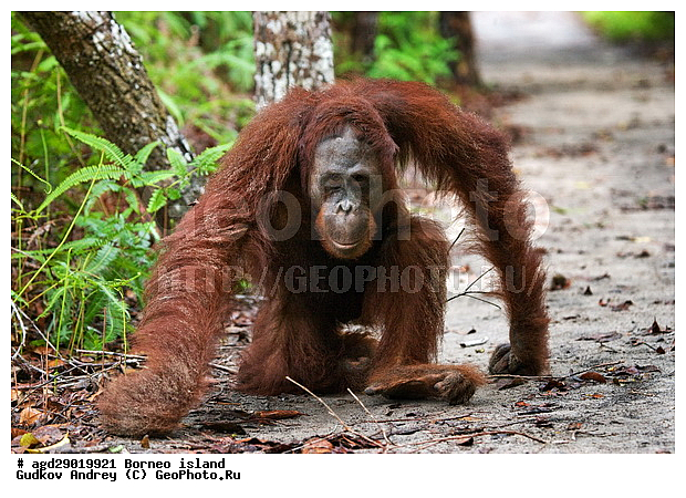Pongo pygmaeus, ������, ���������, ������ Leakey, ����� Danau Buaya, ��������, ���������, ��������, ��������, �������������, �������������, �����, �����, ��������, Hominidae, ���������� ���������, �������������� ���������, Pongo pygmaeus,  Pithecus wallichii, Pithecus wallacei, �����, �����, ��������, ��������, XYZ