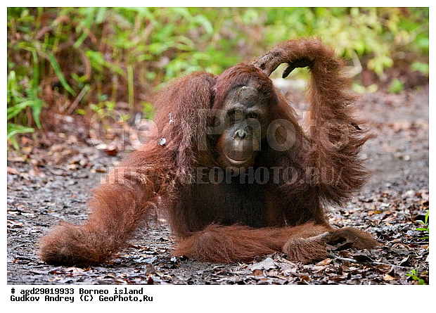 Pongo pygmaeus, ������, ���������, ������ Leakey, ����� Danau Buaya, ��������, ���������, ��������, ��������, �������������, �������������, �����, �����, ��������, Hominidae, ���������� ���������, �������������� ���������, Pongo pygmaeus,  Pithecus wallichii, Pithecus wallacei, �����, �����, ��������, ��������, XYZ