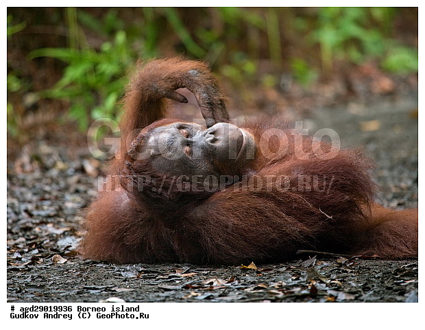 Pongo pygmaeus, ������, ���������, ������ Leakey, ����� Danau Buaya, ��������, ���������, ��������, ��������, �������������, �������������, �����, �����, ��������, Hominidae, ���������� ���������, �������������� ���������, Pongo pygmaeus,  Pithecus wallichii, Pithecus wallacei, �����, �����, ��������, ��������, XYZ