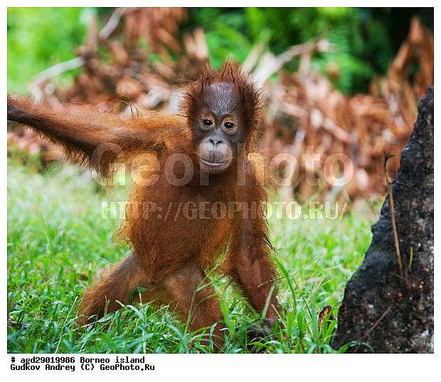 Pongo pygmaeus, ������, �������, ������� ���������, ���������, ������ Leakey, ����� Danau Buaya, ��������, ���������, ��������, ��������, �������������, �������������, �����, �����, ��������, Hominidae, ���������� ���������, �������������� ���������, Pongo pygmaeus,  Pithecus wallichii, Pithecus wallacei, �������, ��������, ��������, XYZ