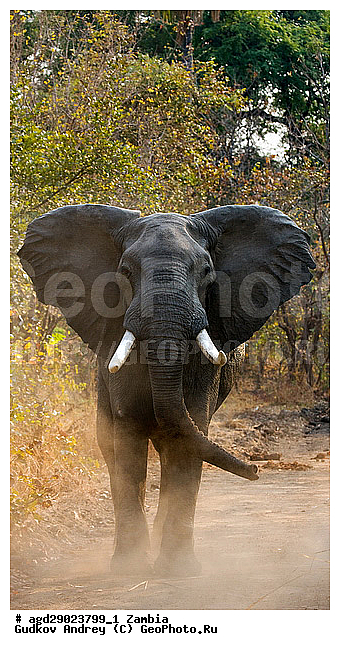 Loxodonta africana, ���������� ����, ������, ����� �������, �����, ������������ ����, ����, ����, �������������, �����, �����, XYZ, ��������, Proboscidea, �������� ����, Elephas africanus, ��������, Elephantidae