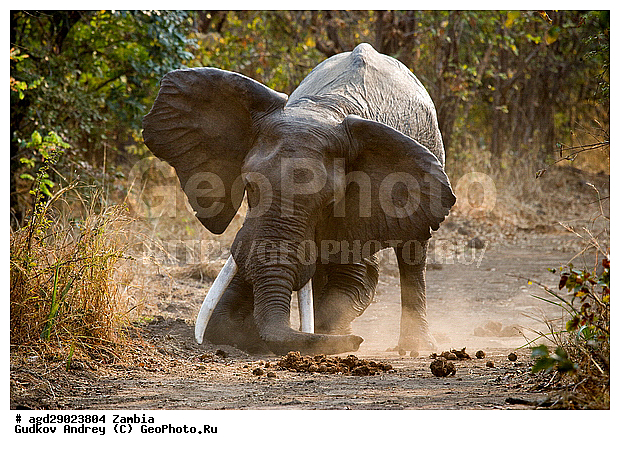 Loxodonta africana, ���������� ����, ������, ����� �������, �����, ������������ ����, ����, ����, �������������, �����, �����, XYZ, ��������, Proboscidea, �������� ����, Elephas africanus, ��������, Elephantidae