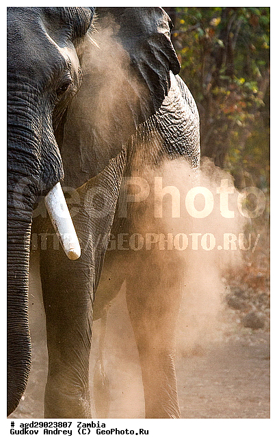 Loxodonta africana, ���������� ����, ������, ����� �������, �����, ������������ ����, ����, ����, �������������, �����, �����, XYZ, ��������, Proboscidea, �������� ����, Elephas africanus, ��������, Elephantidae