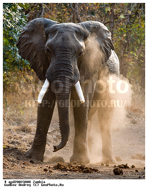 Loxodonta africana, ���������� ����, ������, ����� �������, �����, ������������ ����, ����, ����, �������������, �����, �����, XYZ, ��������, Proboscidea, �������� ����, Elephas africanus, ��������, Elephantidae