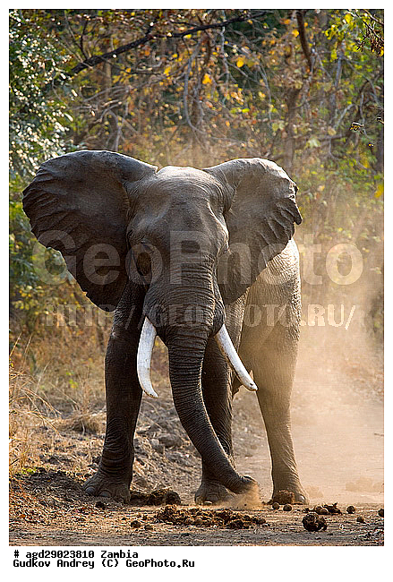 Loxodonta africana, ���������� ����, ������, ����� �������, �����, ������������ ����, ����, ����, �������������, �����, �����, XYZ, ��������, Proboscidea, �������� ����, Elephas africanus, ��������, Elephantidae