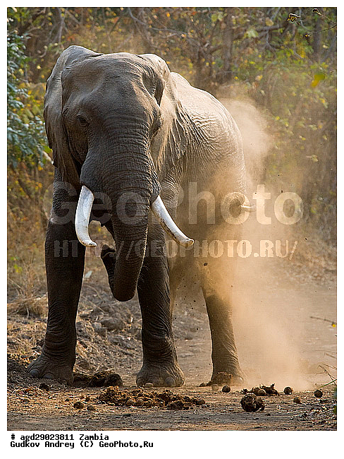 Loxodonta africana, ���������� ����, ������, ����� �������, �����, ������������ ����, ����, ����, �������������, �����, �����, XYZ, ��������, Proboscidea, �������� ����, Elephas africanus, ��������, Elephantidae