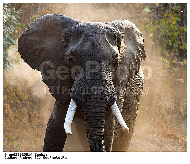 Loxodonta africana, ���������� ����, ������, ����� �������, �����, ������������ ����, ����, ����, �������������, �����, �����, XYZ, ��������, Proboscidea, �������� ����, Elephas africanus, ��������, Elephantidae