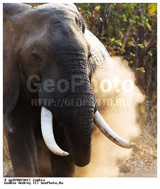 Loxodonta africana, ���������� ����, ������, ����� �������, �����, ������������ ����, ����, ����, �������������, �����, �����, XYZ, ��������, Proboscidea, �������� ����, Elephas africanus, ��������, Elephantidae