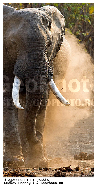 Loxodonta africana, ���������� ����, ������, ����� �������, �����, ������������ ����, ����, ����, �������������, �����, �����, XYZ, ��������, Proboscidea, �������� ����, Elephas africanus, ��������, Elephantidae