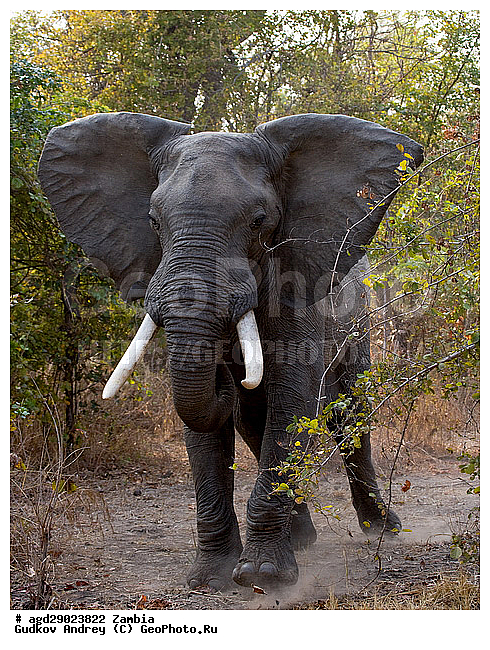 Loxodonta africana, ���������� ����, ������, ����� �������, �������, ���, ������������ ����, ��������, ����, �������, �������������, �����, �����, XYZ, ��������, Proboscidea, �������� ����, Elephas africanus, ��������, Elephantidae