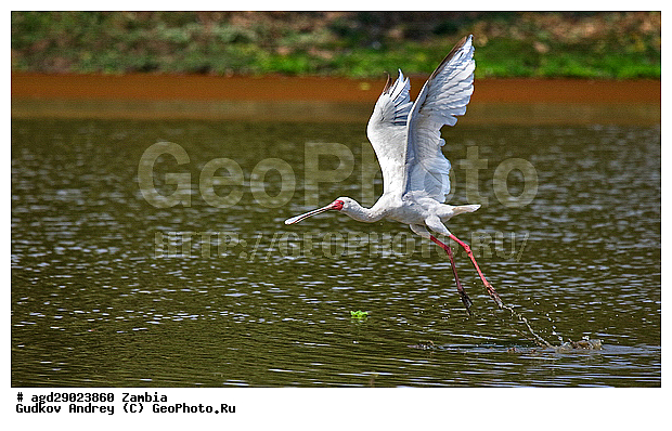 Platalea leucorodia, ������, �������, ������������ ���� �������� �������, ������������ ����, �������� �������