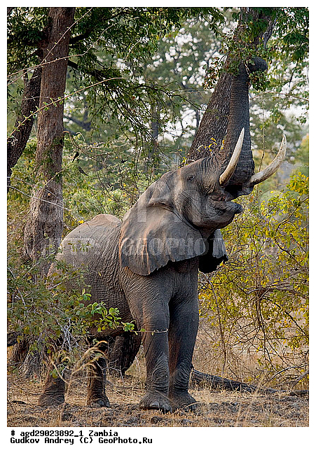 Loxodonta africana, ���������� ����, ������, ����� �������, �������, ���, ������������ ����, ��������, ����, �������, �������������, �����, �����, XYZ, ��������, Proboscidea, �������� ����, Elephas africanus, ��������, Elephantidae