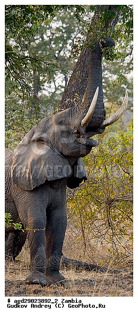 Loxodonta africana, ���������� ����, ������, ����� �������, �������, ���, ������������ ����, ��������, ����, �������, �������������, �����, �����, XYZ, ��������, Proboscidea, �������� ����, Elephas africanus, ��������, Elephantidae