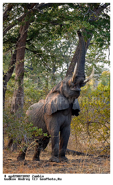 Loxodonta africana, ���������� ����, ������, ����� �������, �������, ���, ������������ ����, ��������, ����, �������, �������������, �����, �����, XYZ, ��������, Proboscidea, �������� ����, Elephas africanus, ��������, Elephantidae