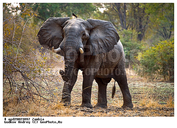 Loxodonta africana, ���������� ����, ������, ����� �������, �������, ���, ������������ ����, ��������, ����, �������, �������������, �����, �����, XYZ, ��������, Proboscidea, �������� ����, Elephas africanus, ��������, Elephantidae