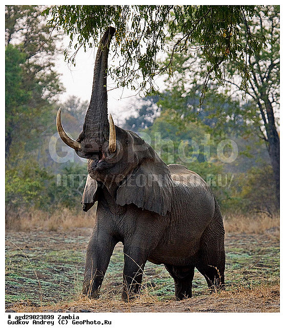 Loxodonta africana, ���������� ����, ������, ����� �������, �������, ���, ������������ ����, ��������, ����, �������, �������������, �����, �����, XYZ, ��������, Proboscidea, �������� ����, Elephas africanus, ��������, Elephantidae