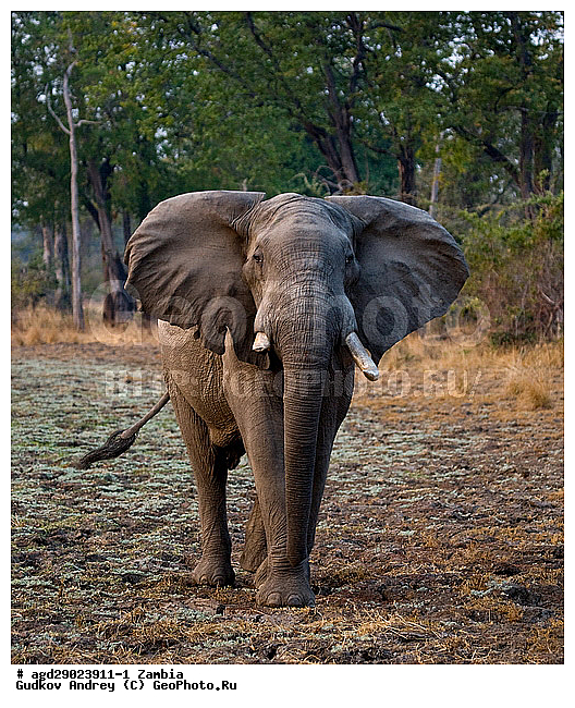 Loxodonta africana, ���������� ����, ������, ����� �������, �������, ���, ������������ ����, ��������, ����, �������, �������������, �����, �����, XYZ, ��������, Proboscidea, �������� ����, Elephas africanus, ��������, Elephantidae
