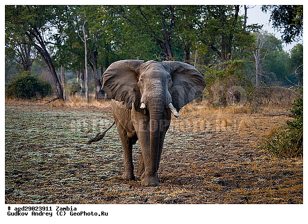 Loxodonta africana, ���������� ����, ������, ����� �������, �������, ���, ������������ ����, ��������, ����, �������, �������������, �����, �����, XYZ, ��������, Proboscidea, �������� ����, Elephas africanus, ��������, Elephantidae