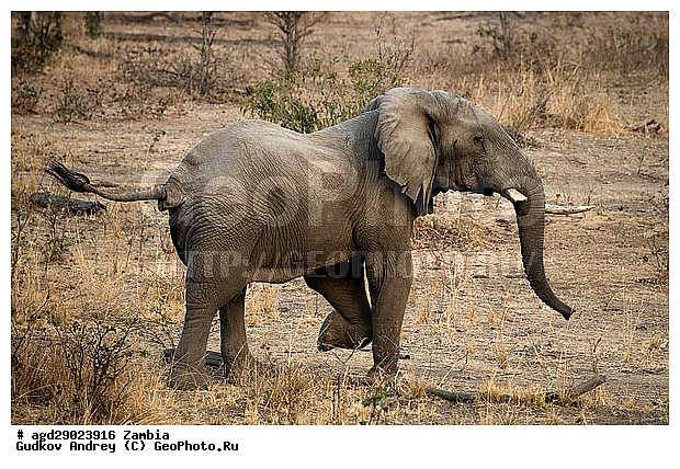 Loxodonta africana, ���������� ����, ������, ����� �������, �������, ���, ������������ ����, ��������, ����, �������, �������������, �����, �����, XYZ, ��������, Proboscidea, �������� ����, Elephas africanus, ��������, Elephantidae