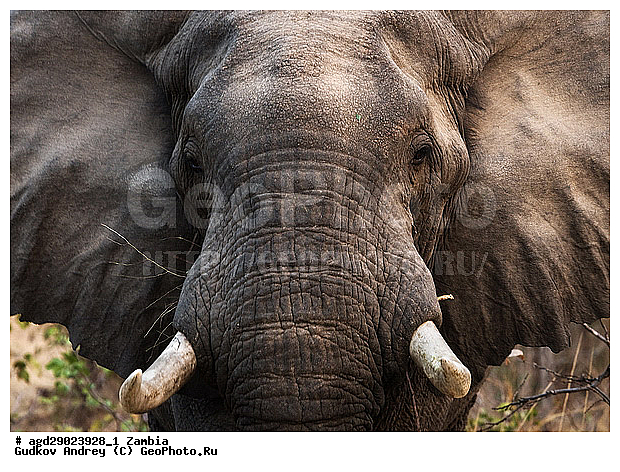 Loxodonta africana, ���������� ����, ������, ����� �������, �������, ���, ������������ ����, ��������, ����, �������, �������������, �����, �����, XYZ, ��������, Proboscidea, �������� ����, Elephas africanus, ��������, Elephantidae