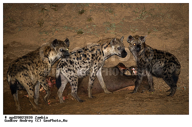 Crocuta crocuta, �����, ������, ������������ ���� �������� �������, ����� �������, ������������ ����, ��������, ��������, �������������, �������������, �����, �����, �������, ������, �����, ��������, Hyaenidae, ��������� �����, Crocuta crocuta, Hyaena crocuta, Canis crocuta, ��������, ��������, �������������, �������������, �����, �����, �������, ������, �����, ��������, Hyaenidae, ��������� �����, Crocuta crocuta, Hyaena crocuta, Canis crocuta, XYZ, ��������, ��������