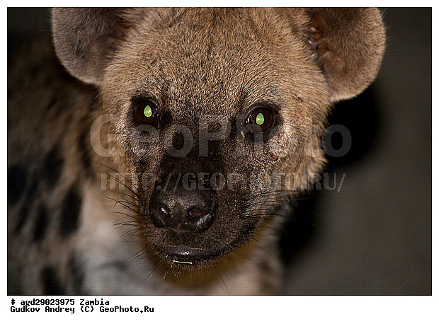 Crocuta crocuta, �����, ������, ������������ ���� �������� �������, ����� �������, ������, ����, �����, ������, ������������ ����, ��������, ��������, ��������, �������������, �������������, �����, �����, �������, ������, �����, ��������, Hyaenidae, ��������� �����, Crocuta crocuta, Hyaena crocuta, Canis crocuta, ��������, ��������, �������������, �������������, �����, �����, �������, ������, �����, ��������, Hyaenidae, ��������� �����, Crocuta crocuta, Hyaena crocuta, Canis crocuta, XYZ, ��������, ��������