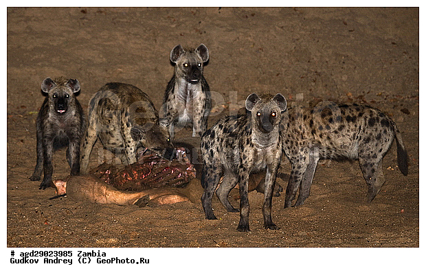 Crocuta crocuta, �����, ������, ������������ ���� �������� �������, ����� �������, ������������ ����, ��������, ��������, �������������, �������������, �����, �����, �������, ������, �����, ��������, Hyaenidae, ��������� �����, Crocuta crocuta, Hyaena crocuta, Canis crocuta, ��������, ��������, �������������, �������������, �����, �����, �������, ������, �����, ��������, Hyaenidae, ��������� �����, Crocuta crocuta, Hyaena crocuta, Canis crocuta, XYZ, ��������, ��������