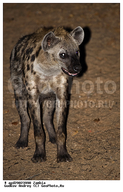 Crocuta crocuta, �����, ������, ������������ ���� �������� �������, ����� �������, ������������ ����, ��������, ��������, �������������, �������������, �����, �����, �������, ������, �����, ��������, Hyaenidae, ��������� �����, Crocuta crocuta, Hyaena crocuta, Canis crocuta, ��������, ��������, �������������, �������������, �����, �����, �������, ������, �����, ��������, Hyaenidae, ��������� �����, Crocuta crocuta, Hyaena crocuta, Canis crocuta, XYZ, ��������, ��������