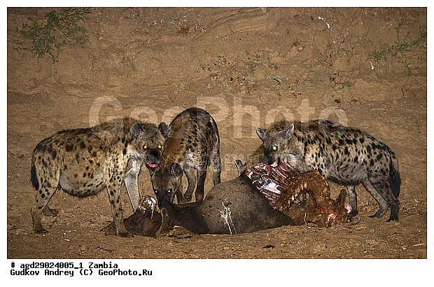 Crocuta crocuta, �����, ������, ������������ ���� �������� �������, ����� �������, ������������ ����, ��������, ��������, �������������, �������������, �����, �����, �������, ������, �����, ��������, Hyaenidae, ��������� �����, Crocuta crocuta, Hyaena crocuta, Canis crocuta, ��������, ��������, �������������, �������������, �����, �����, �������, ������, �����, ��������, Hyaenidae, ��������� �����, Crocuta crocuta, Hyaena crocuta, Canis crocuta, XYZ, ��������, ��������