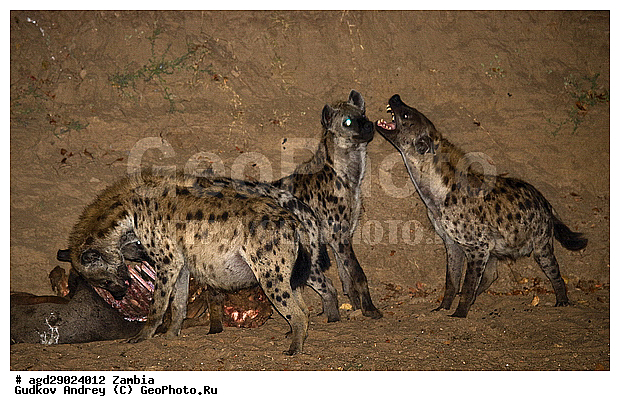 Crocuta crocuta, �����, ������, ������������ ���� �������� �������, ����� �������, ������������ ����, ��������, ��������, �������������, �������������, �����, �����, �������, ������, �����, ��������, Hyaenidae, ��������� �����, Crocuta crocuta, Hyaena crocuta, Canis crocuta, ��������, ��������, �������������, �������������, �����, �����, �������, ������, �����, ��������, Hyaenidae, ��������� �����, Crocuta crocuta, Hyaena crocuta, Canis crocuta, XYZ, ��������, ��������