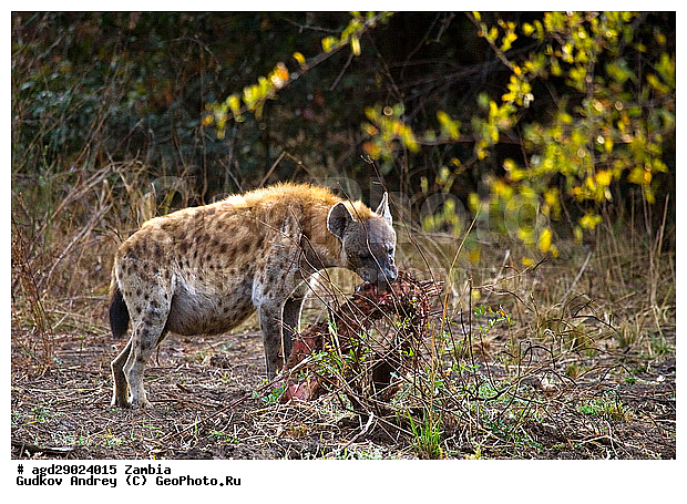 Crocuta crocuta, �����, ������, ������������ ���� �������� �������, ����� �������, �����a, ������������ ����, �����, ��������, ��������, �������������, �������������, �����, �����, �������, ������, �����, ��������, Hyaenidae, ��������� �����, Crocuta crocuta, Hyaena crocuta, Canis crocuta, ��������, ��������, �������������, �������������, �����, �����, �������, ������, �����, ��������, Hyaenidae, ��������� �����, Crocuta crocuta, Hyaena crocuta, Canis crocuta, XYZ, ��������, ��������