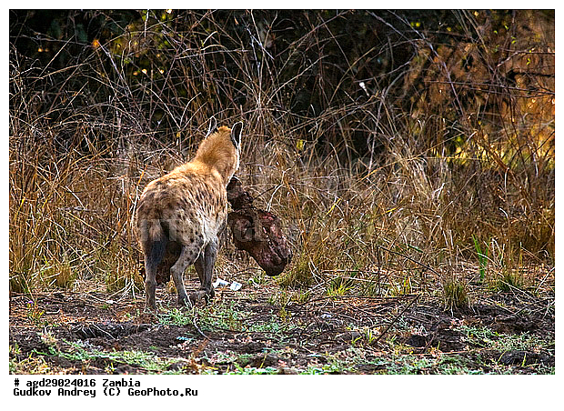 Crocuta crocuta, �����, ������, ������������ ���� �������� �������, ����� �������, �����a, ������������ ����, �����, ��������, ��������, �������������, �������������, �����, �����, �������, ������, �����, ��������, Hyaenidae, ��������� �����, Crocuta crocuta, Hyaena crocuta, Canis crocuta, ��������, ��������, �������������, �������������, �����, �����, �������, ������, �����, ��������, Hyaenidae, ��������� �����, Crocuta crocuta, Hyaena crocuta, Canis crocuta, XYZ, ��������, ��������