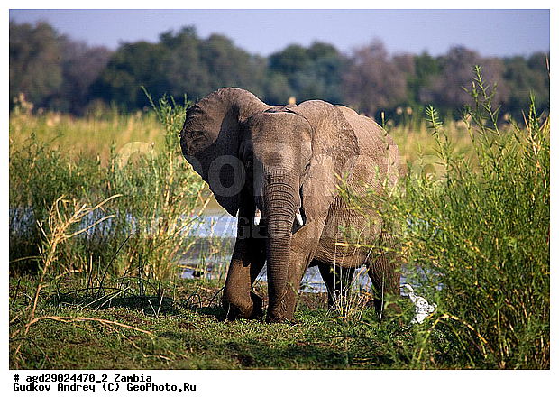 Loxodonta africana, ���������� ����, ������, ����� �������, ����, ������, �������, ������������ ����, ����, �������������, �����, �����, XYZ, ��������, Proboscidea, �������� ����, Elephas africanus, ��������, Elephantidae